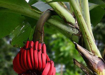 آشنایی با موز قرمز و خواص آن آشنایی با موز قرمز و خواص آن